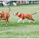 Lucky, Pit Bull Mix - Medical Animals In Need - After (26)