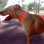 Lucky, Pit Bull Mix - Medical Animals In Need - After (27)
