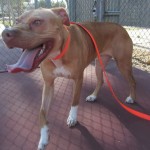 Lucky, Pit Bull Mix - Medical Animals In Need - After (28)