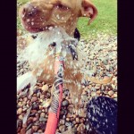 Lucky, Pit Bull Mix - Medical Animals In Need - After (29)