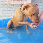 Lucky, Pit Bull Mix - Medical Animals In Need - After (3)