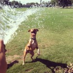 Lucky, Pit Bull Mix - Medical Animals In Need - After (30)