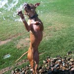 Lucky, Pit Bull Mix - Medical Animals In Need - After (31)