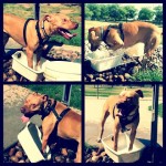 Lucky, Pit Bull Mix - Medical Animals In Need - After (33)