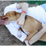 Lucky, Pit Bull Mix - Medical Animals In Need - After (36)