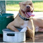 Lucky, Pit Bull Mix - Medical Animals In Need - After (37)