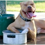 Lucky, Pit Bull Mix - Medical Animals In Need - After (38)