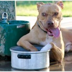 Lucky, Pit Bull Mix - Medical Animals In Need - After (39)