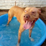 Lucky, Pit Bull Mix - Medical Animals In Need - After (4)