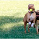 Lucky, Pit Bull Mix - Medical Animals In Need - After (41)
