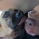 Lucky, Pit Bull Mix - Medical Animals In Need - After (43)