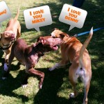 Lucky, Pit Bull Mix - Medical Animals In Need - After (44)