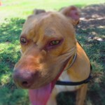 Lucky, Pit Bull Mix - Medical Animals In Need - After (5)