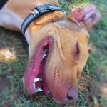 Lucky, Pit Bull Mix - Medical Animals In Need - After (6)
