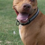 Lucky, Pit Bull Mix - Medical Animals In Need - After (7)