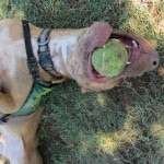 Lucky, Pit Bull Mix - Medical Animals In Need - After (8)