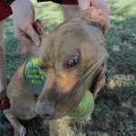 Lucky, Pit Bull Mix - Medical Animals In Need - After (9)