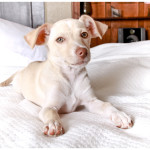 Inspirational Pups of 2012: Fonzie