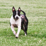 Inspirational Pups of 2012: Pepper