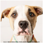 Noel, Shepherd Mix
