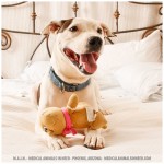Pippy, Pit Bull/Lab Mix