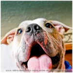 Sawyer, Boxer Mix