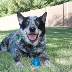 Scooby, Cattle Dog