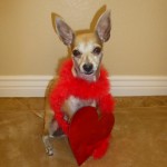 Happy Valentine's Day from Sherlock!