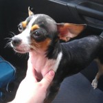 Skipper, all healed!