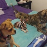 Skipper's foster siblings