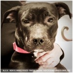 Tugg, Lab Mix