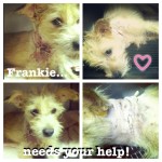 Frankie