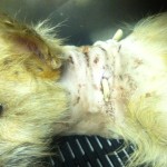 Frankie's wounds