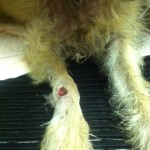 Leg wound