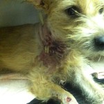 Neck wounds