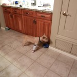 Splint for broken toe