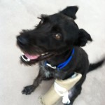 Happy Gibbs!