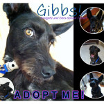 Adopt Me!
