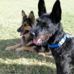 Gibbs & MAIN alumni, Ginger