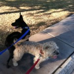 Gibbs on a walk