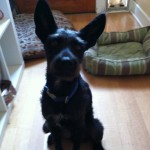 My what big ears you have!
