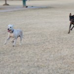 On the run