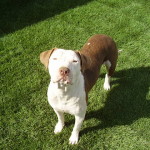 Keira with Mange