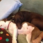 Snuggles