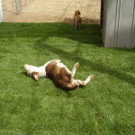 Itchy from Mange