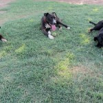 Maggie & pals