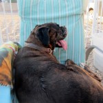 Maggie likes to be comfortable...