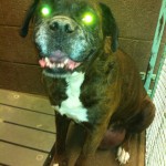 Note the huge tumor