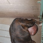 Tumor that burst open