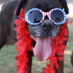 Happy 4th of July!